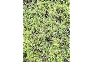 GARDENS OY VEY Living Mixed Moss Perfect for terrariums, Bonsai and kokedamas 9"x12" Sheet