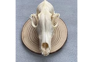 Taxidermy Real Animal Skull, Animal Bones Real for Craft, Skull Decoration for Home, Specimen Collectibles Study, (Fox Skull)