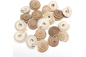 PEPPERLONELY 20 PC Natural Tiny Sundial Sea Shells, 3/4 Inch ~ 1-1/4 Inch