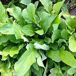 Astro Arugula Lettuce Seeds for