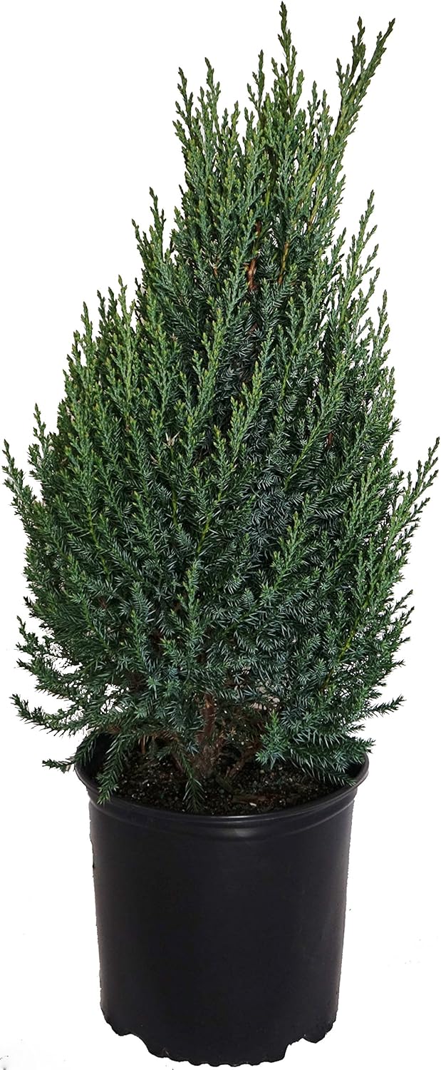 Juniperus chinensis 'Blue Point' (Upright Juniper