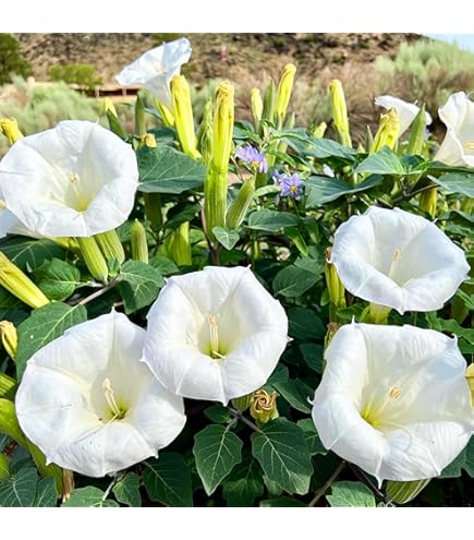 showmore moonflower 激レア showmore moonflower 激レア showmore moonflower 激レア