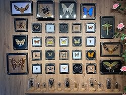 2 Real Framed Wasp Beetle Handmade Shadow Box