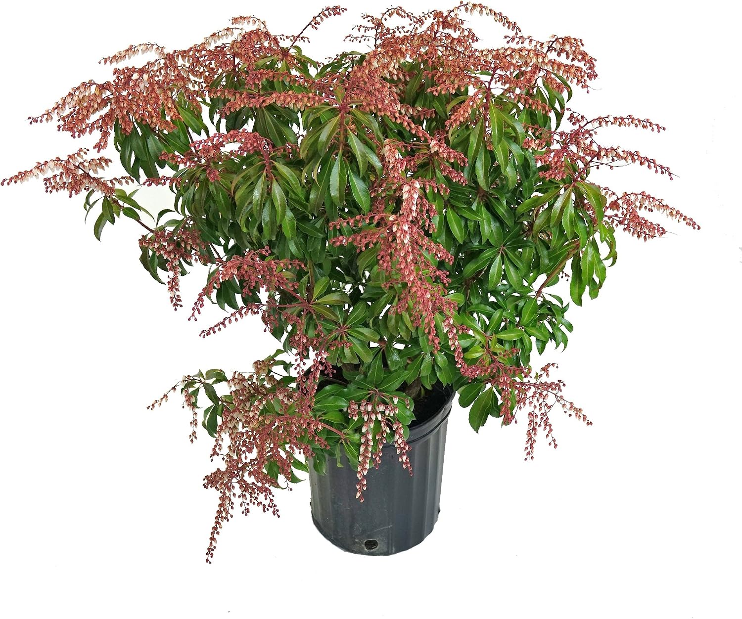 Amazon Com Pieris Jap Dorothy Wycoff Dorothy Wycoff Andromeda Evergreen 2 Size Container Garden Outdoor