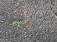 Amazon.com : Sow Right Seeds - Lemongrass Seed for Planting - Non-GMO