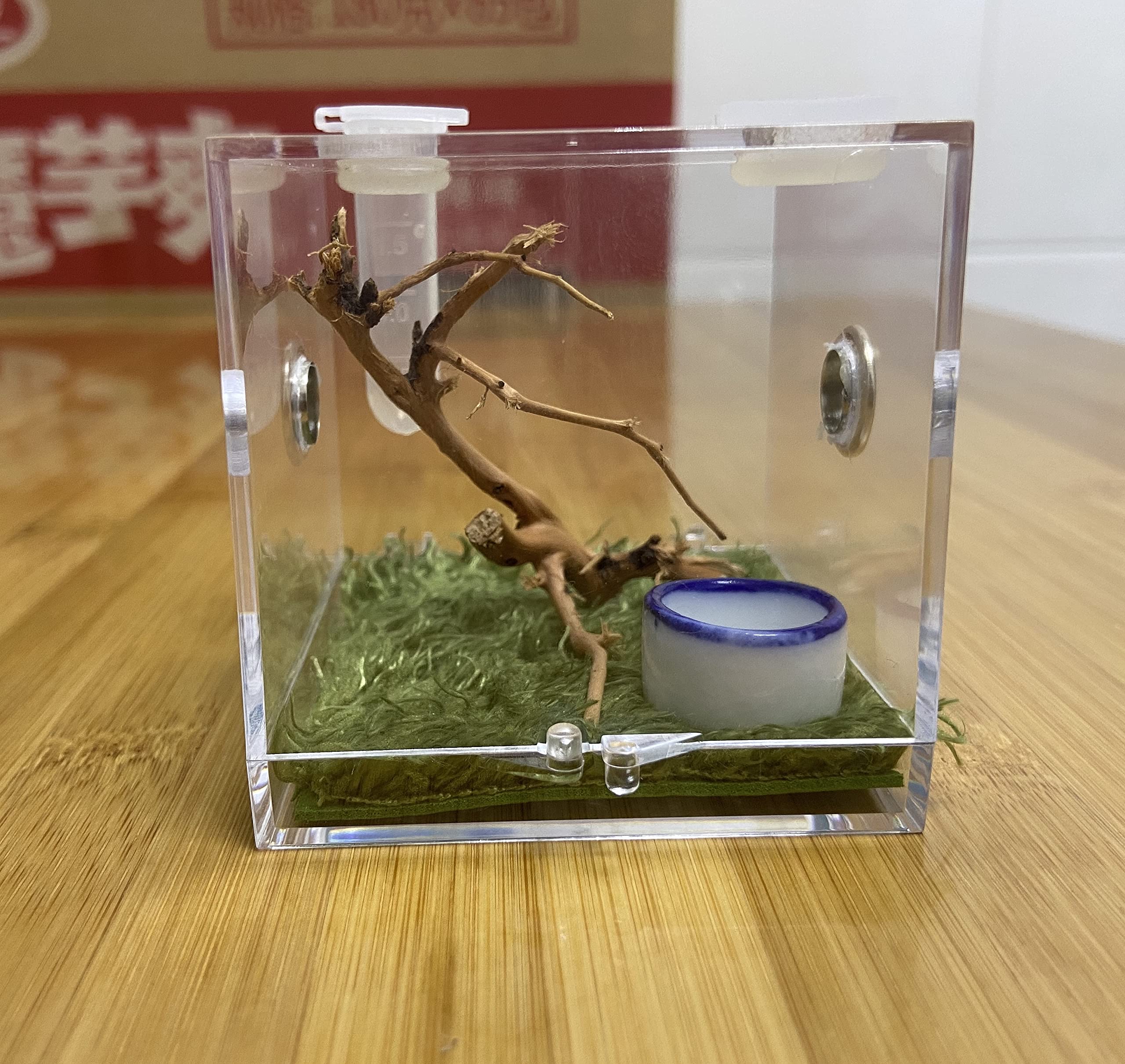 Acrylic box for breeding jumping spiders.