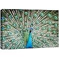 wall26 Canvas Prints Wall Art - Peacock Showing Its Beautiful Feathers/Spreading Its Tail | Modern Wall Decor/Home Decoration Stretched Gallery Canvas Wrap Giclee Print & Ready to Hang - 12" x 18"