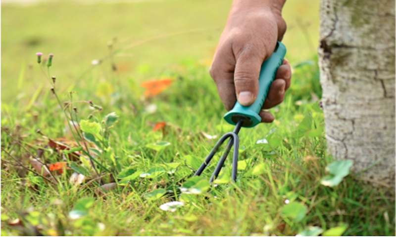 Extreme Composting A Step-by-Step Guide for Beginners