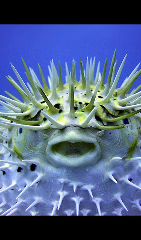 Amazon.com: Puffer Fish Wallpaper – HD Wallpapers of Puffer Fish