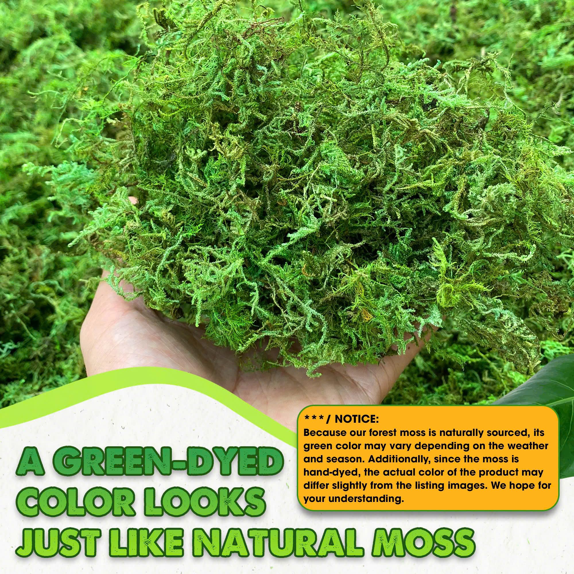 [Upgraded] DUSPRO Green Moss for Crafts, Forest Moss Potted Plants, Decorative Mosses for Table Centerpieces Wedding Christmas Fairy Party Decor, Indoor Planters, DIY Project (5 oz)