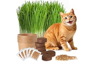 BUGGYBEDS 6Pack Cat Grass Seeds Kit, Easy to Grow Pet Grass Growing Set for Indoor Cat & Kittens, Fresh Cats Grass Set for Chewing, Quick to Germinate, Natural Hairball Control, Ideal for Beginners, Pet Safe
