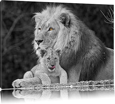 Aimer Lionceau Calins Avec Petit Noir Blanc Sur Toile Enorme Xxl Photos Completement Encadree Avec Civiere