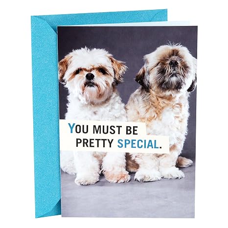 Hallmark Shoebox Funny Birthday Card Shih Tzu Puppies Amazon Co