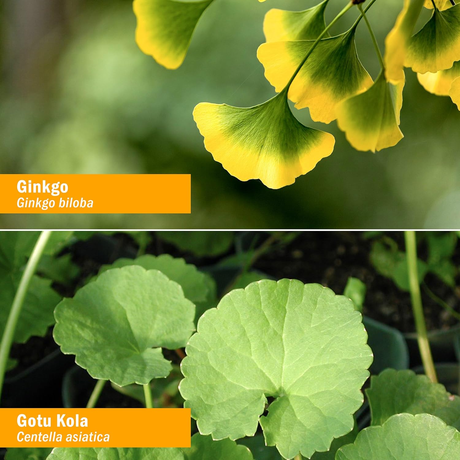 Herb Pharm Brain and Memory Herbal Liquid Formula with Ginkgo for Memory and Concentration- 2 Ounce: Health & Personal Care