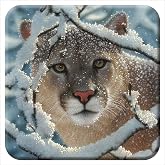 3D LiveLife Cork Coaster - Silent Encounter from Deluxebase. Lenticular 3D Cougar Drink & Mug Coasters. Fun Animal Gifts for Women and Men. Novelty Kitchen and Decorative Home Accessories.