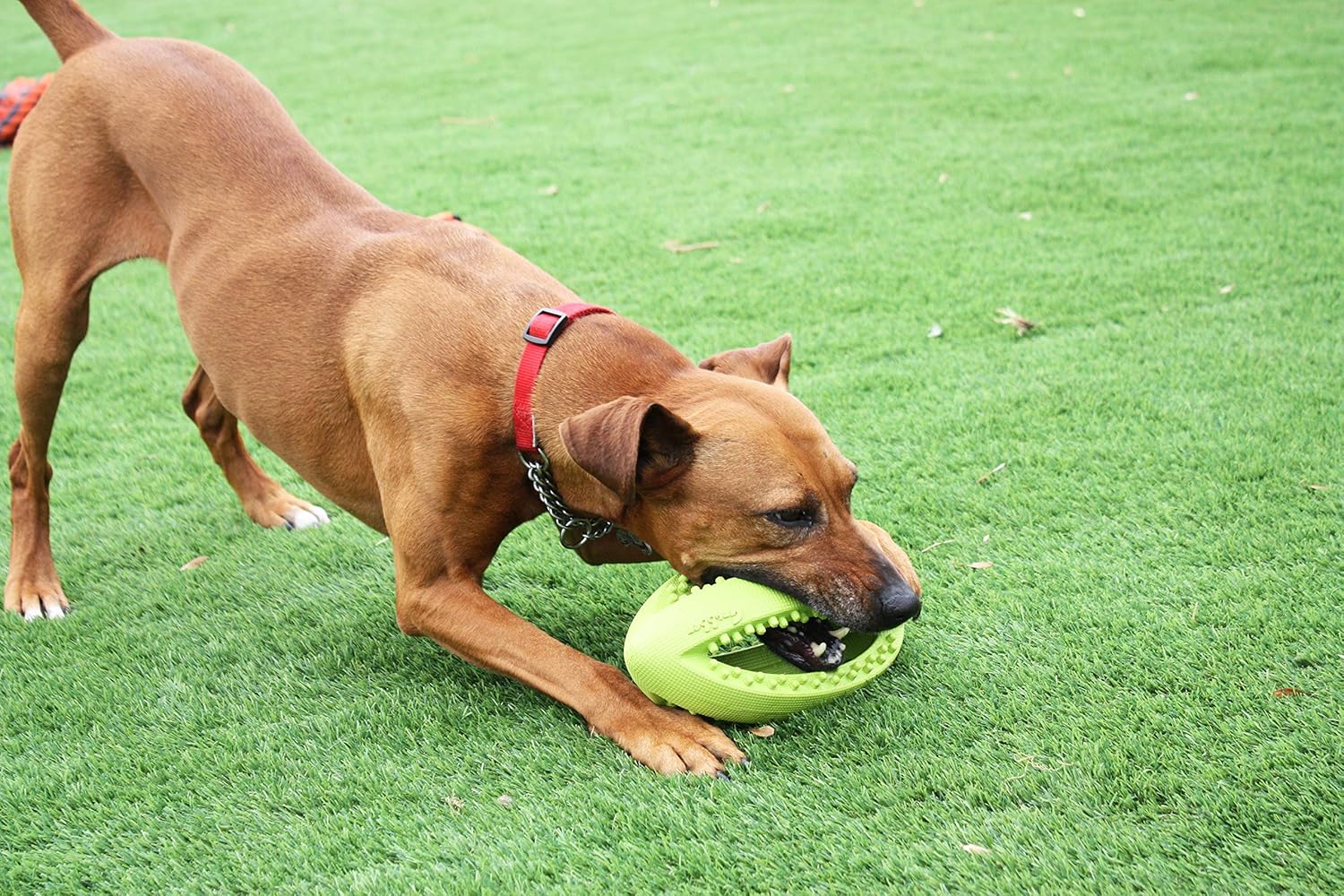 最安値に挑戦 Grubber 犬のおもちゃ 投げる玩具 噛む玩具 ラグビーボール B004bfx5wu 偉大な Jovemcj Com