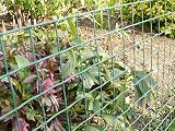 Suregreen Plastic Mesh Fencing 1m x 5m Green Garden Trellis 50mm Holes view 5