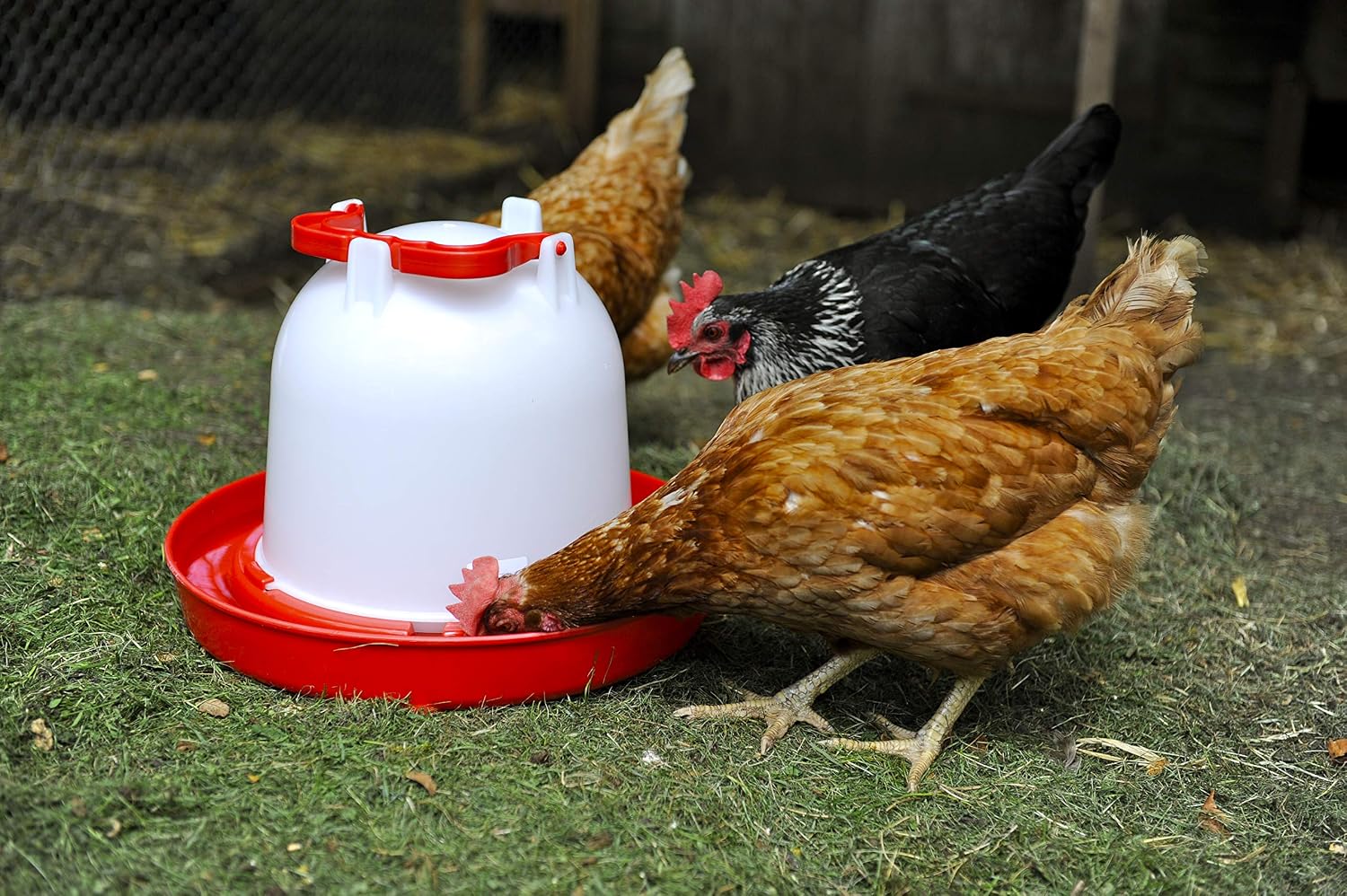 Supa Deluxe Heavy Duty Poultry Water Drinker, 6 Litre Premium Quality Drinker, Made In The UK - Image 3