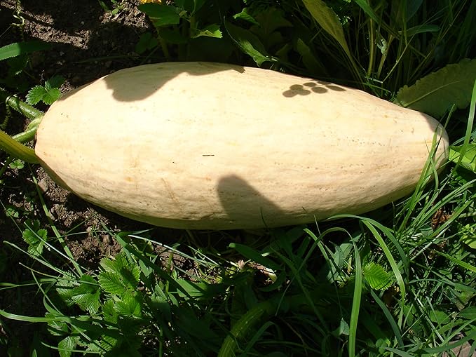 Hungarian Spaghetti Squash, 10 Seeds ! Amazon.co.uk Garden & Outdoors