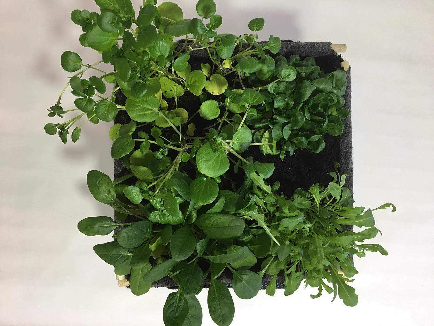 Experiencia Huerto Urbano SACO Cubo + Plantas ECO: Amazon.es: Jardín