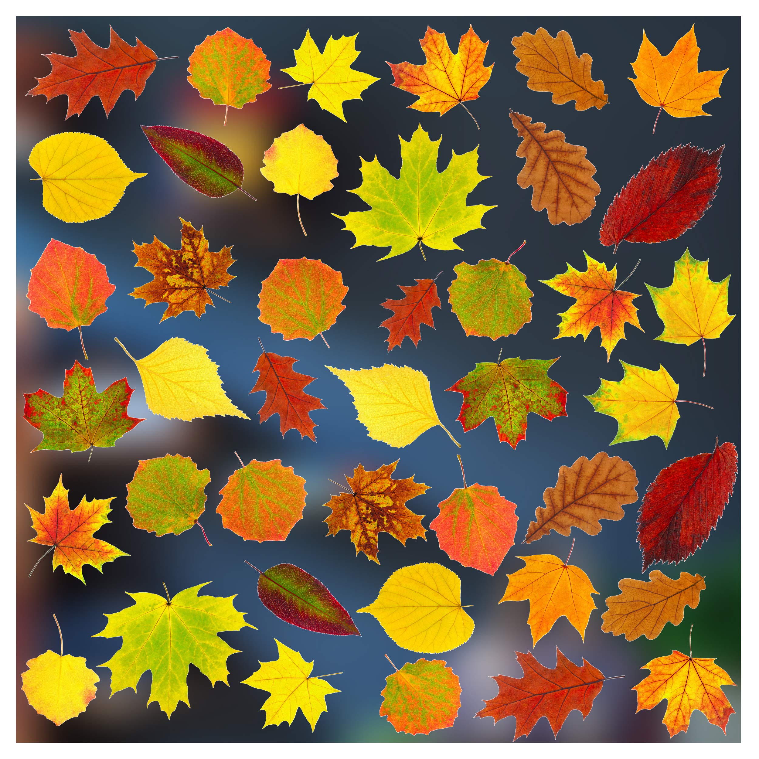 Stickers4 - Autumn Decorations - 42 Static Cling Leaves Double Sided Window Stickers - Photo Realistic Decor