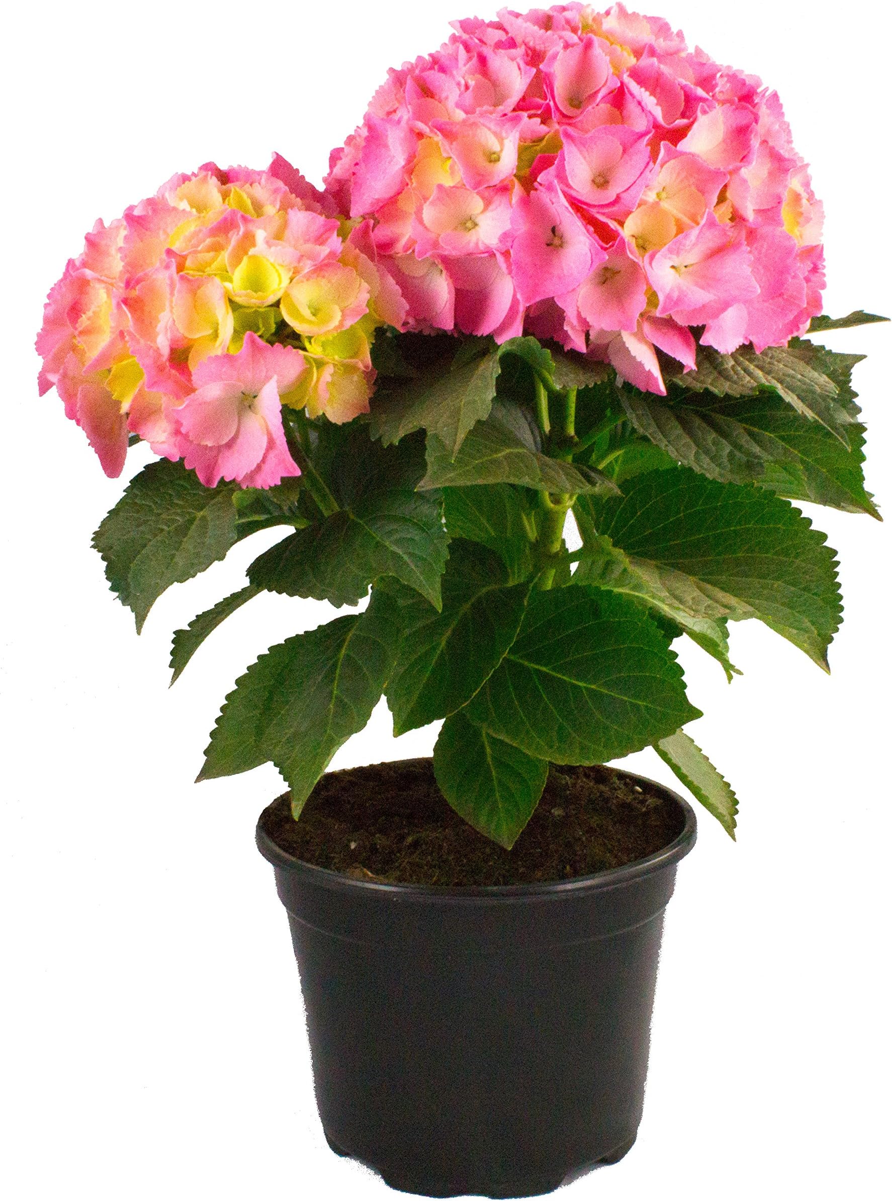 Seville Farms 57201 Pink-Macrophylla Live Shrub-Hydrangea Flowers, 3.00 Quart