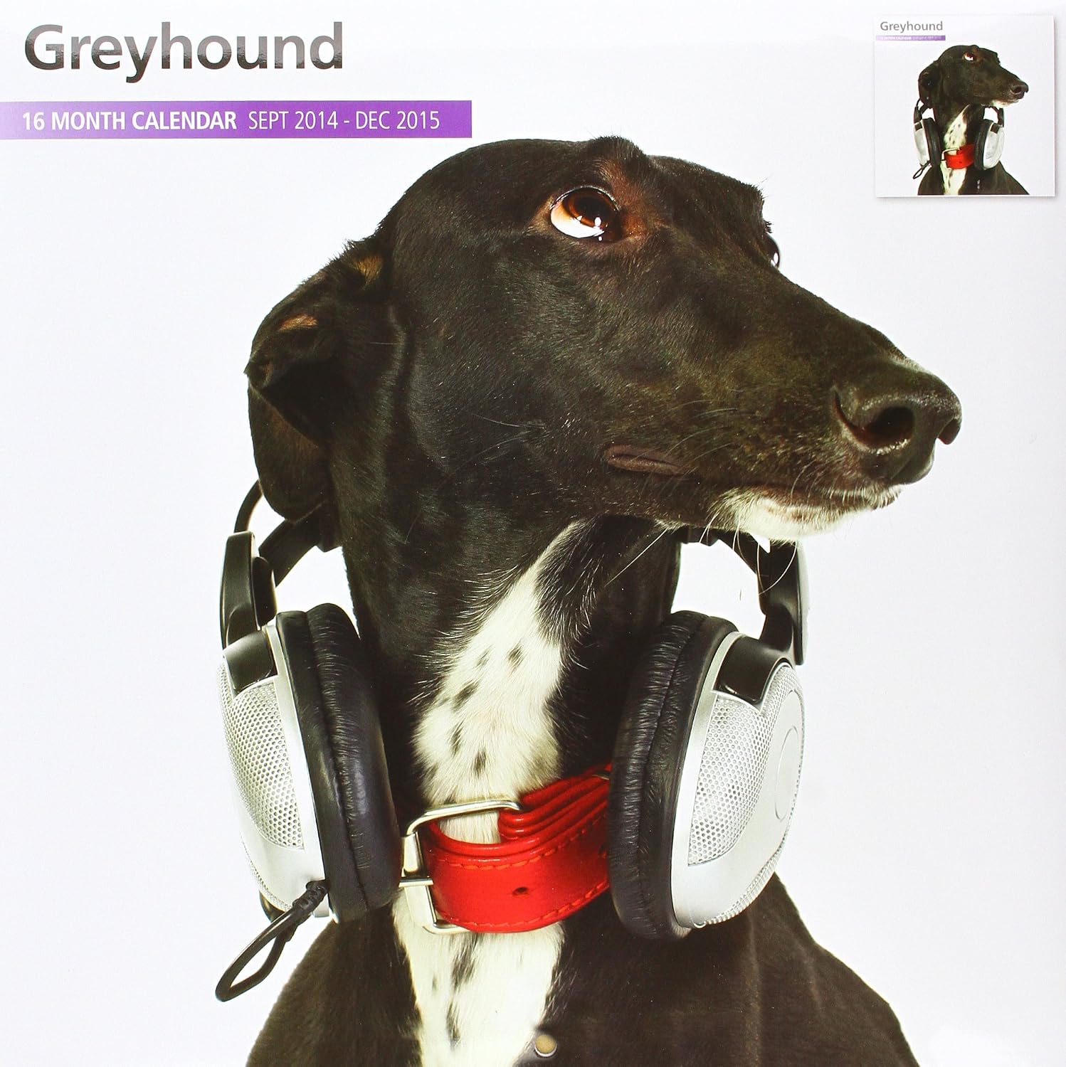 Amazon Magnet Steel Greyhound 2015 Wall Calendar Pet Supplies