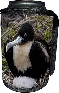3dRose Danita Delimont - Galapagos Islands - Great frigatebird, Galapagos Islands Ecuador - SA07 POX0480 - Pete Oxford - Can Cooler Bottle Wrap (cc_86280_1)