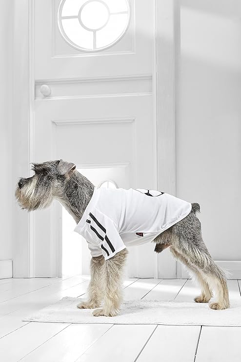 jack russell in chinese