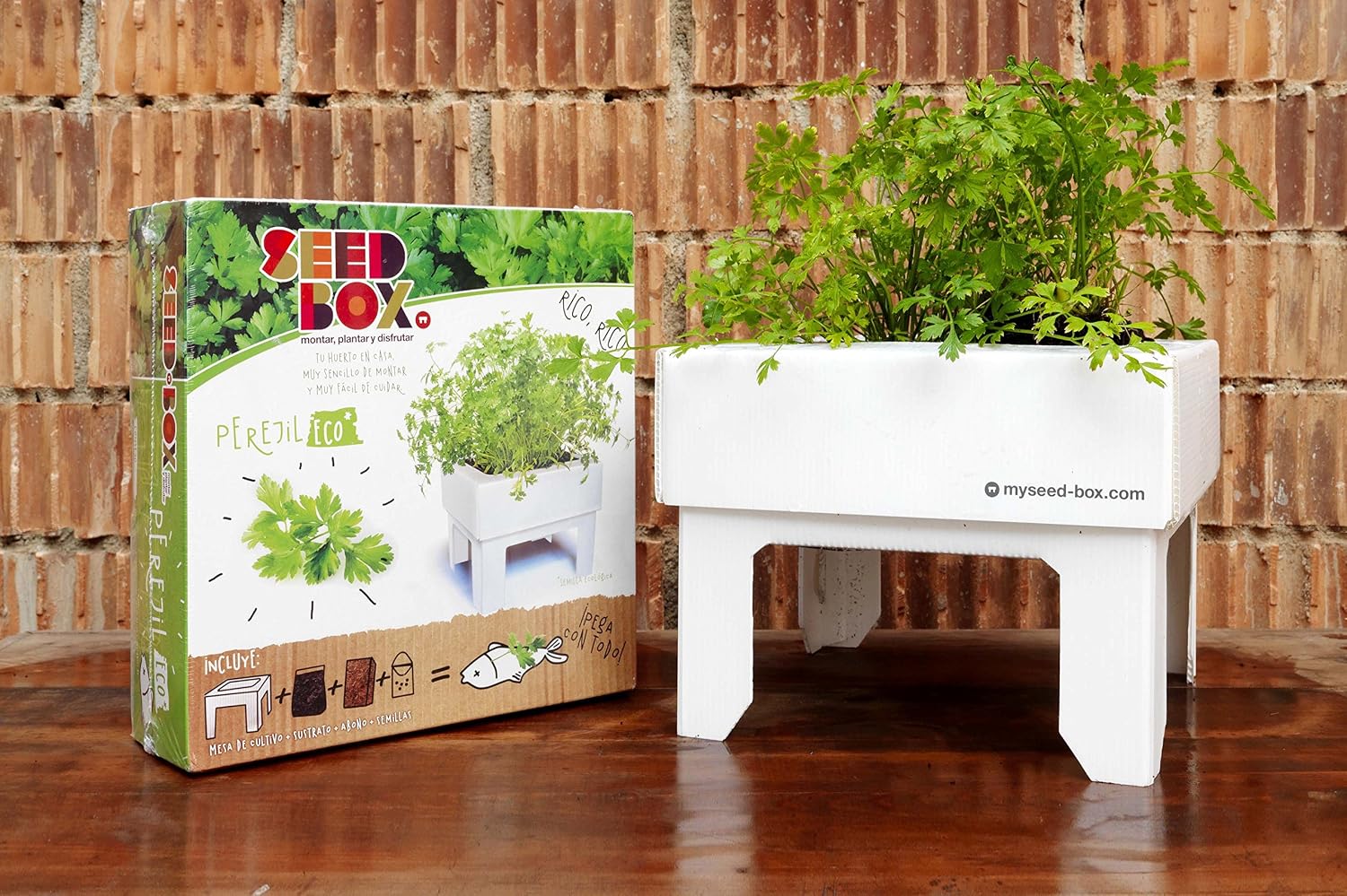SeedBox SBKSS SBCUPE-Perejil: Amazon.es: Jardín
