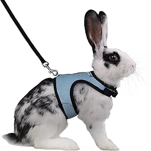 rabbit collars