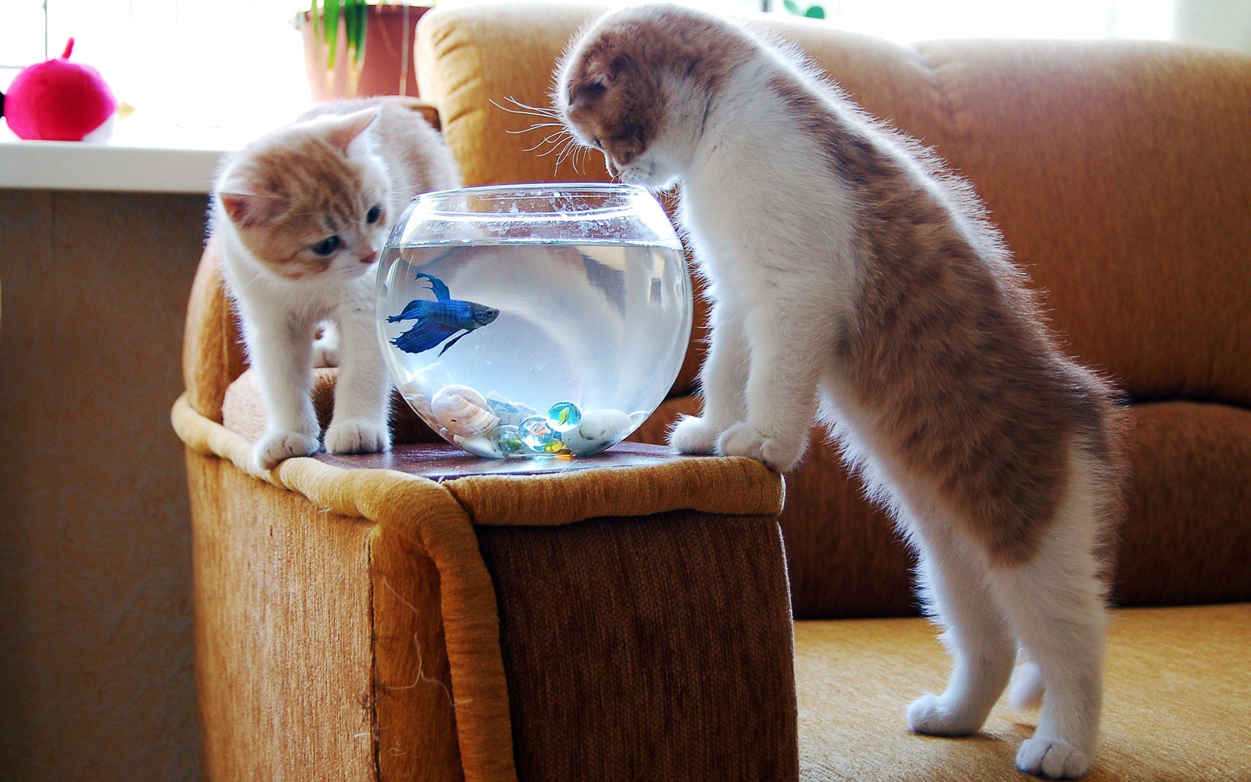 Jigsaw Puzzle 1000 Piece Two Kittens Looking at The Fish Tank Adult Puzzle Kids Puzzle Wooden Puzzle Toy DIY Kit Home Decor 75x50cm