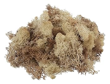 Wiedenmann 100g echtes Islandmoos Gesteck basteln 100% Natur Dekoration Modellieren Floristik Natur