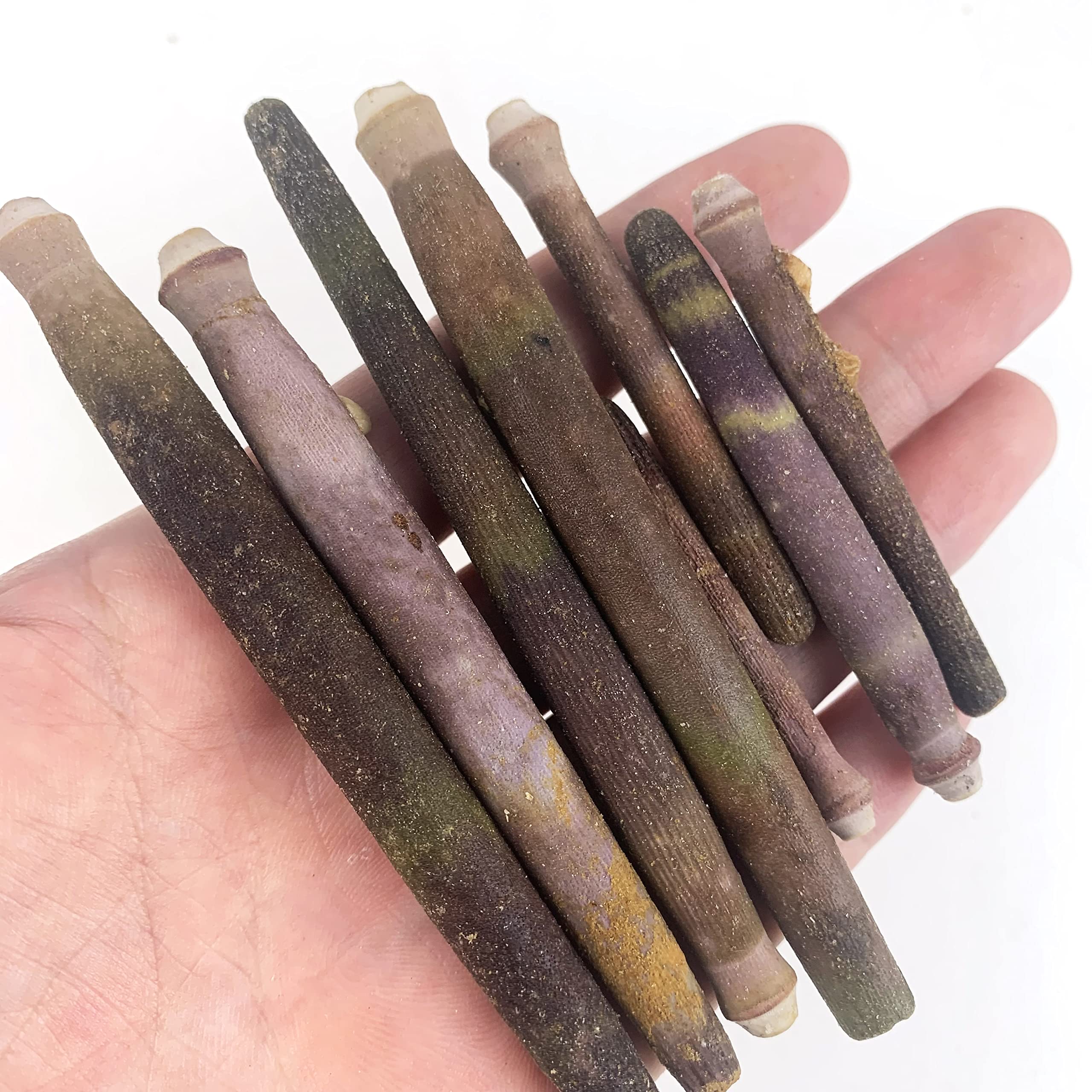 Heyiwell 6OZ(40+PC) Sea Urchin Spines for DIY Craft