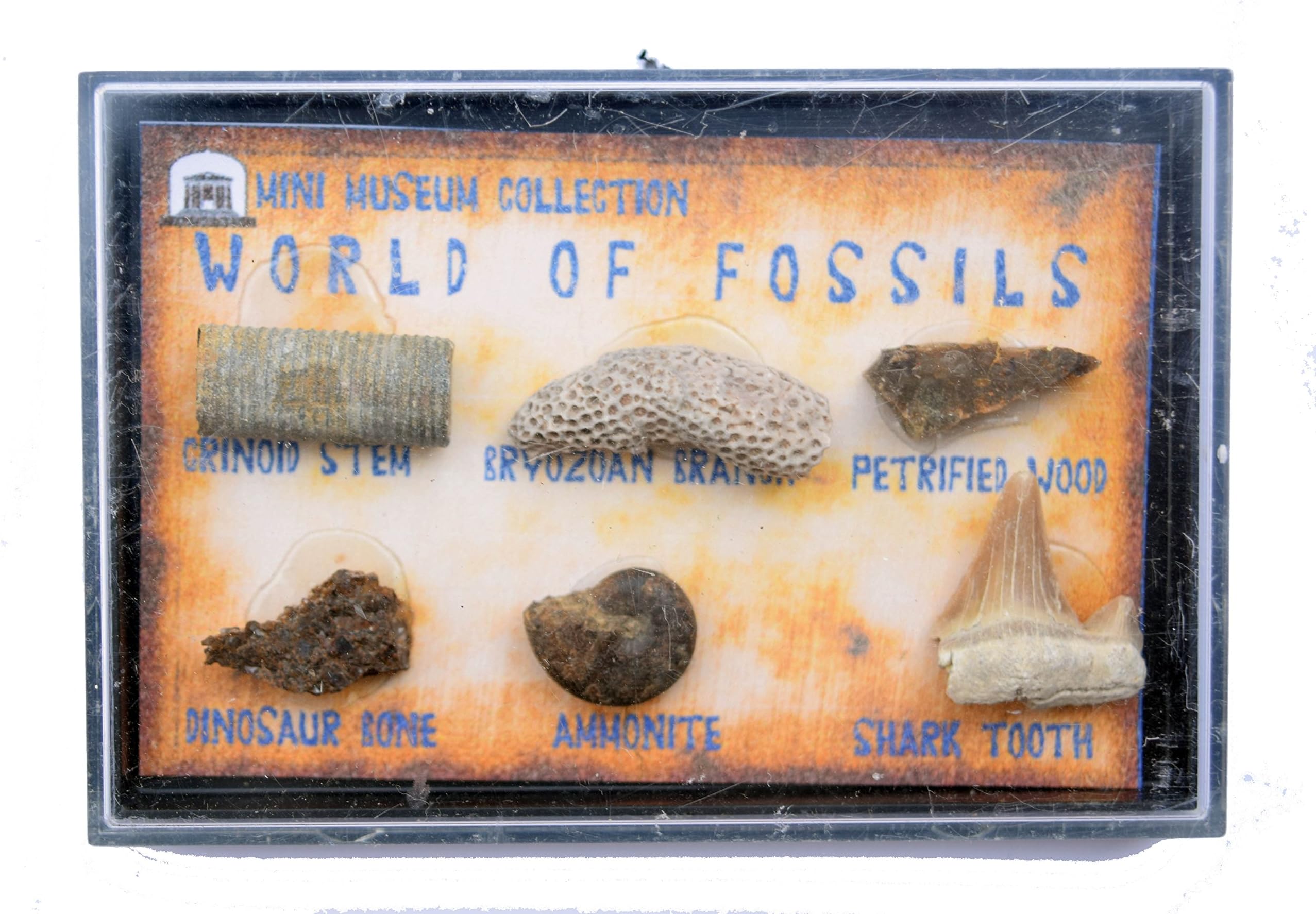 Jurassic Jacks Fossil Box Collection - Petrified Wood