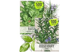 Seed Needs Rosemary & Basil for Planting Italian Herbs - Non-GMO Heirloom & Untreated Herb Seed to Plant an Indoor/Outdoor Culinary Medicinal Garden (Collection of 2 Packets)