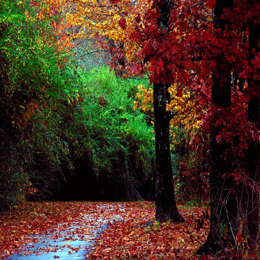 Amazon.com: Autumn Scenery Live Wallpaper: Appstore for Android