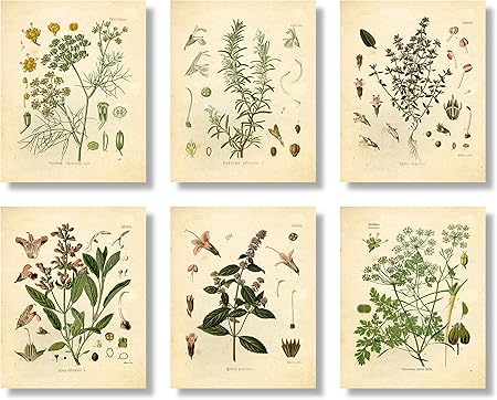 Amazon 植物ハーブプリント フレームなし 8x10インチ マット タイム ミントローズマリー パセリー セージ フェンネル 6枚セット インテリア オンライン通販