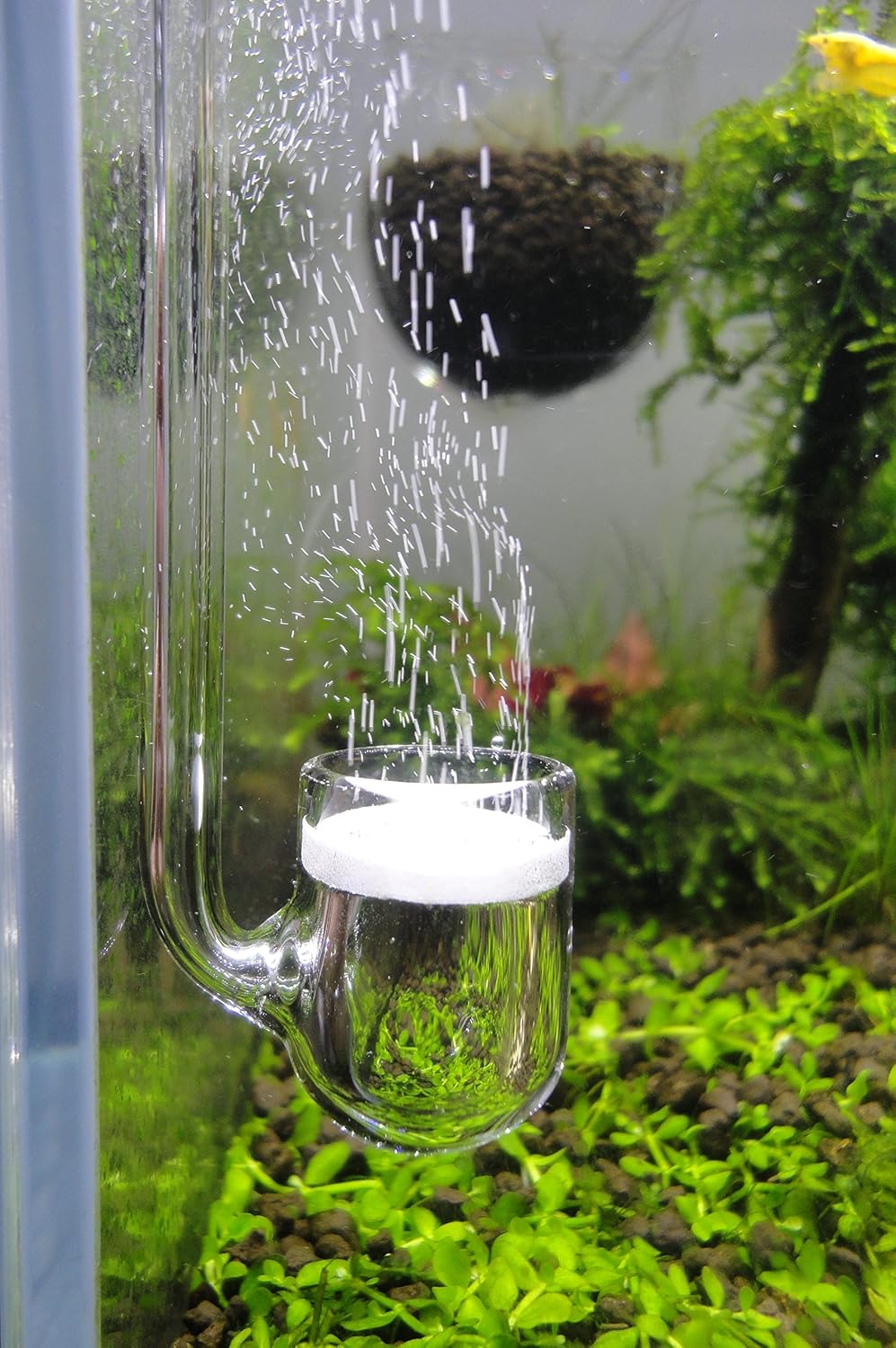 Aquarium Glass Cleaner Blade Reviews And Buying Guide 2023 Paws Dynasty