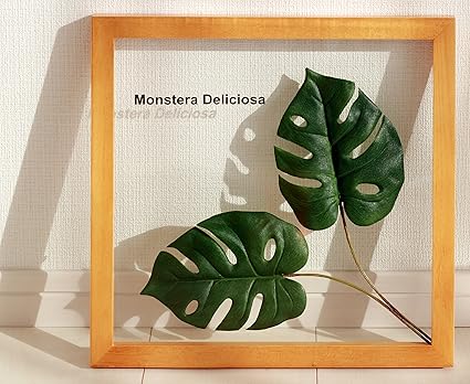 Amazon Co Jp リーフパネル Forest Deco Monstera Deliciosa2 モンステラ デリシオサ ナチュラルフレーム 絵画 インテリア 壁掛け アート ポスター フック 海 ピカソ 額縁 ホーム キッチン