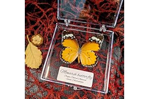 WEI-SECRET Real Taxidermy Butterfly - Butterfly Specimen Artwork Material Decor, Taxidermy Animals Transparent Box Multiple Choice (Orange Butterfly Gift)