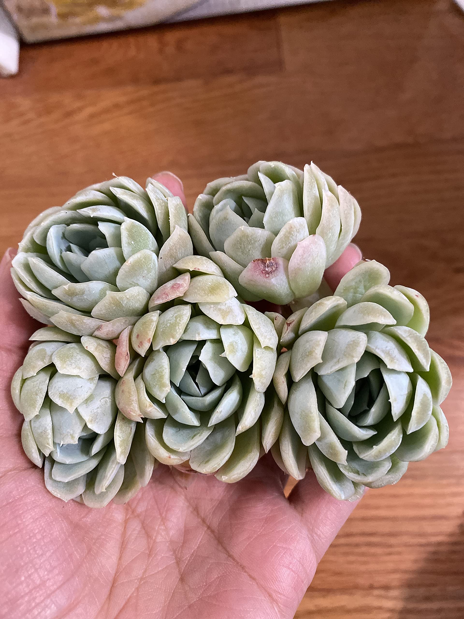 Size:3” Pot Orostachys Malacophylla VAR. iwarenge - Chinese Dunce Cap About 8 Plants