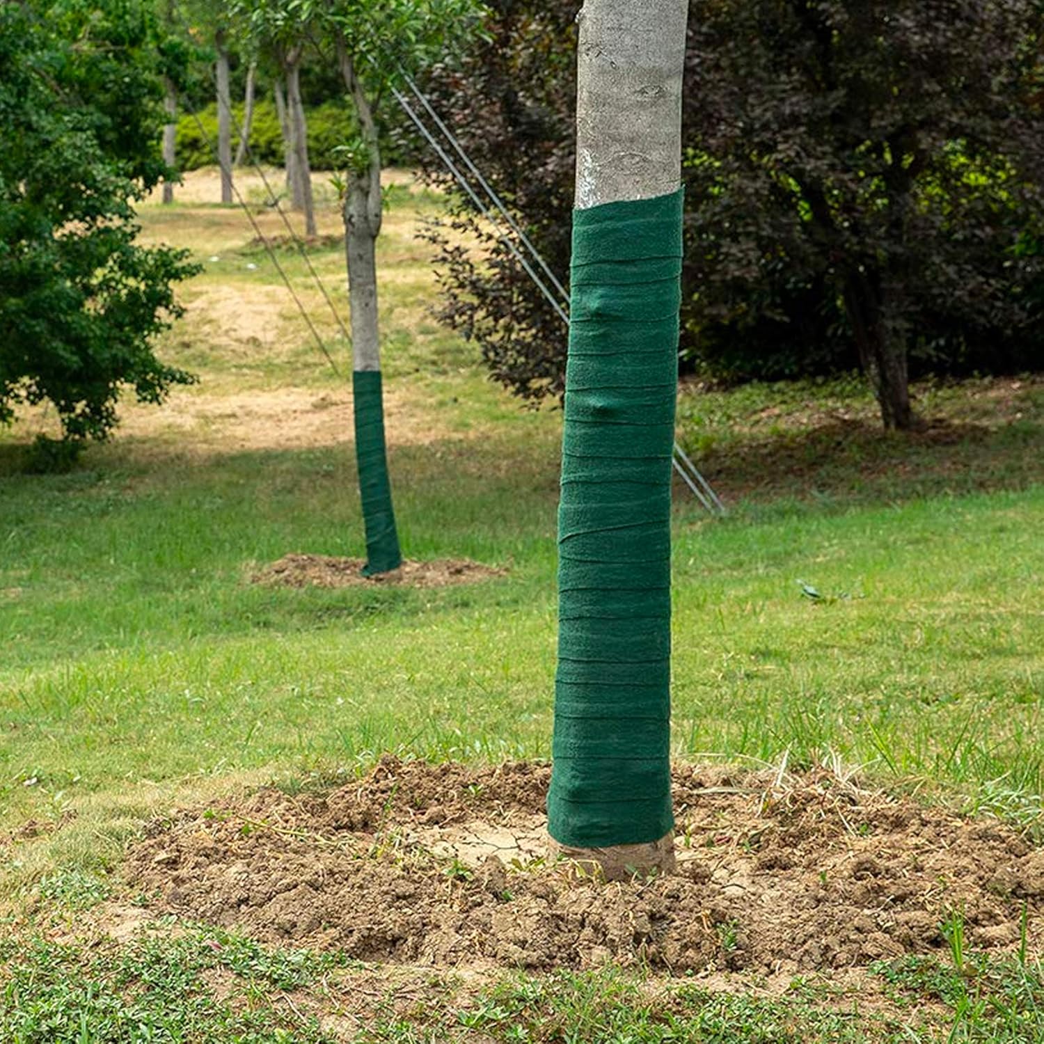 Snow and Frost Damage in Cold Winter Months Fruit and Ornamental Trees