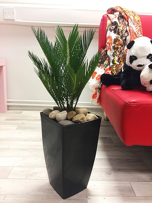 Immergrüne Efeutute / Pflanze in hohem, schwarz glänzendem Milano-Topf, 1 Stück