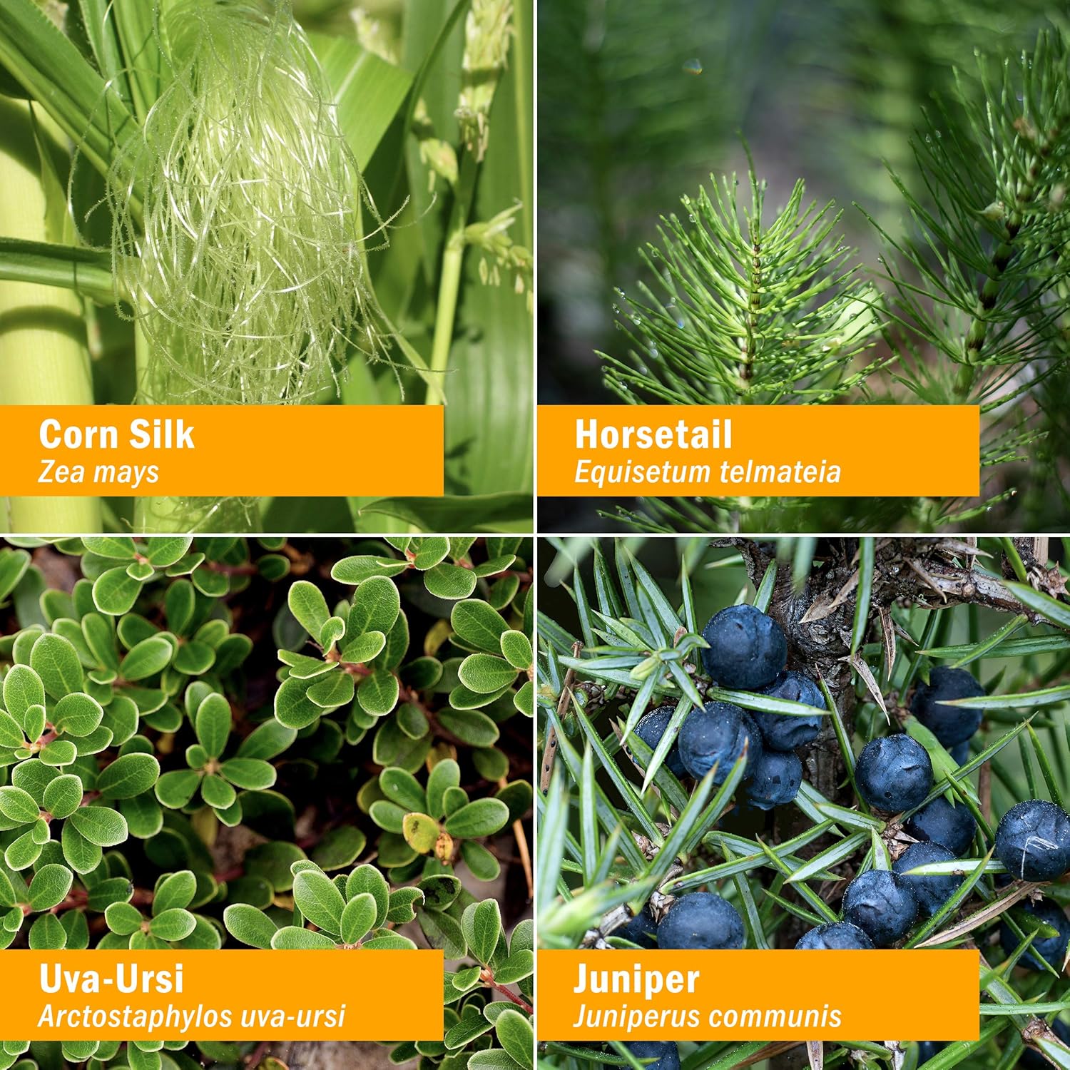 Herb Pharm Urinary System Support Liquid Herbal Formula - 2 Ounce: Health & Personal Care