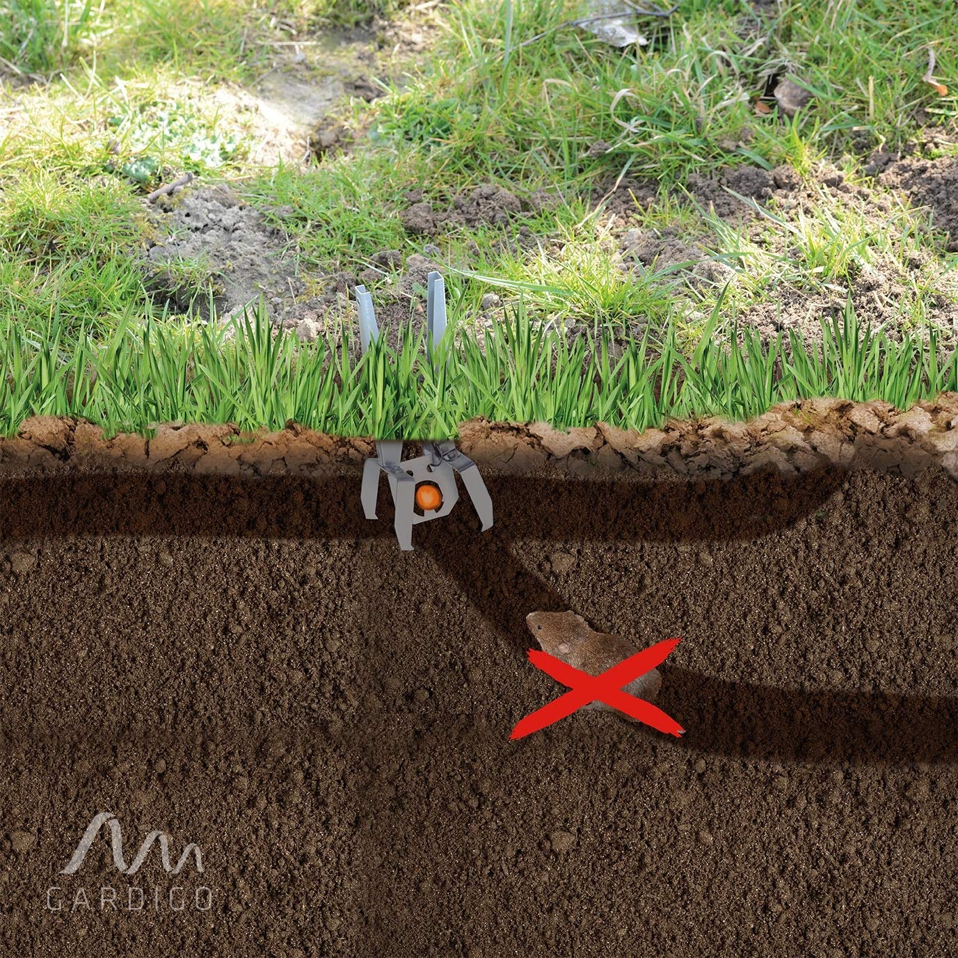 Come Eliminare I Gechi Dal Giardino
