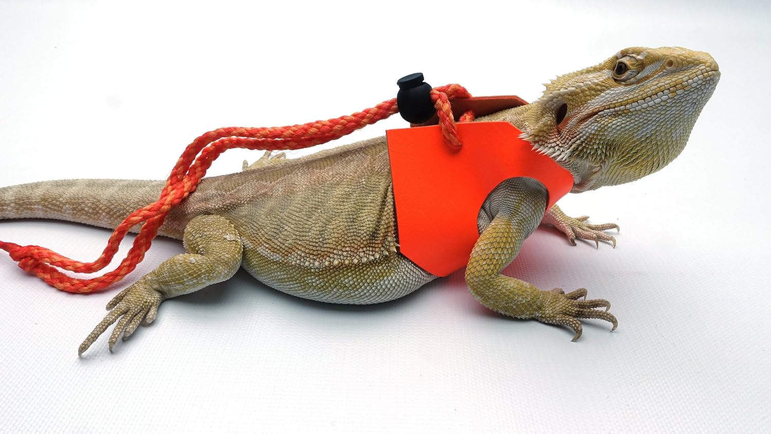 orange lizard pet