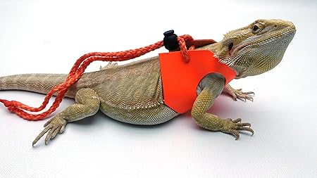 Ogle Lizard Leash, Limited Edition 