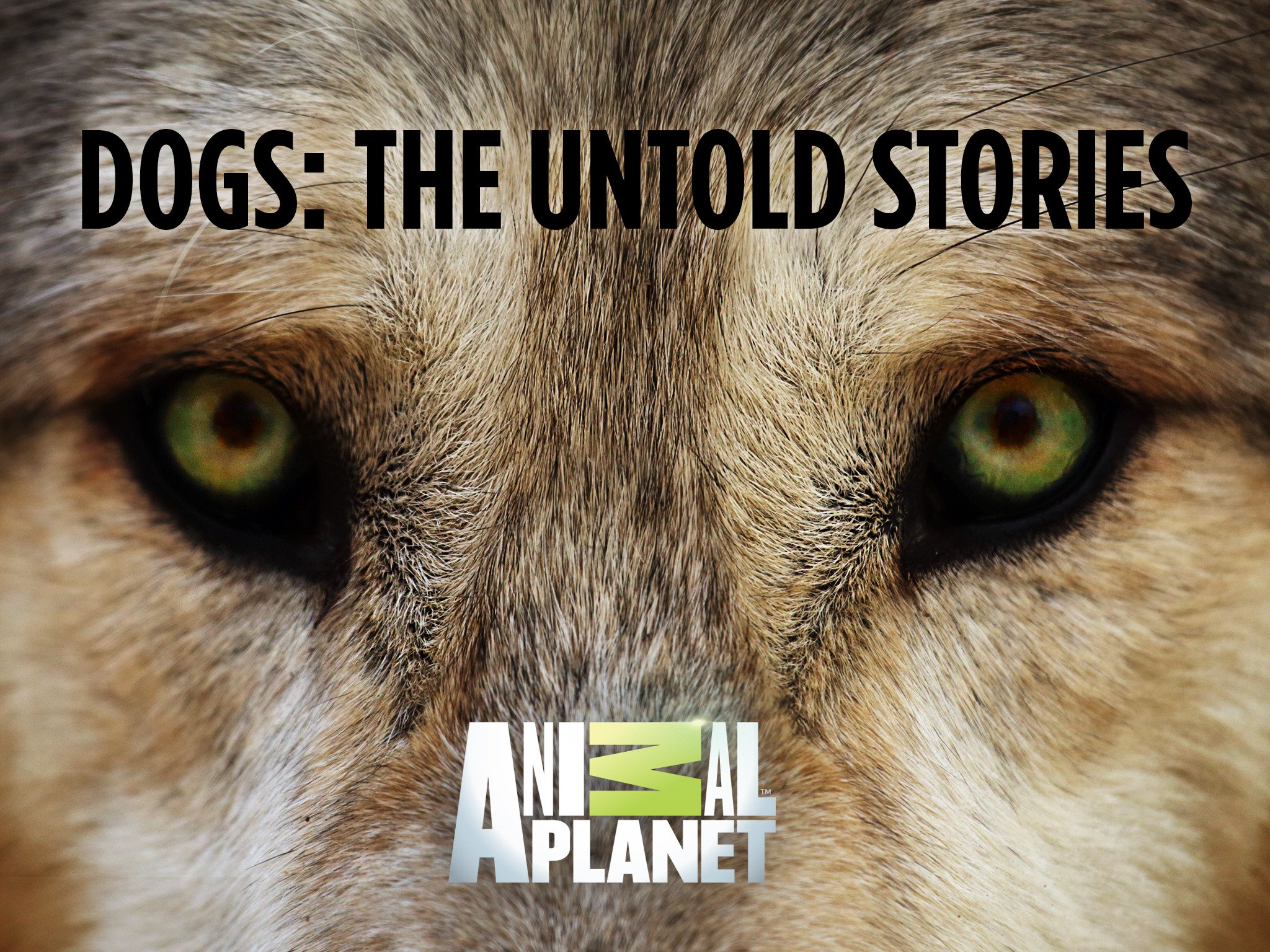 bunny chewing on cage