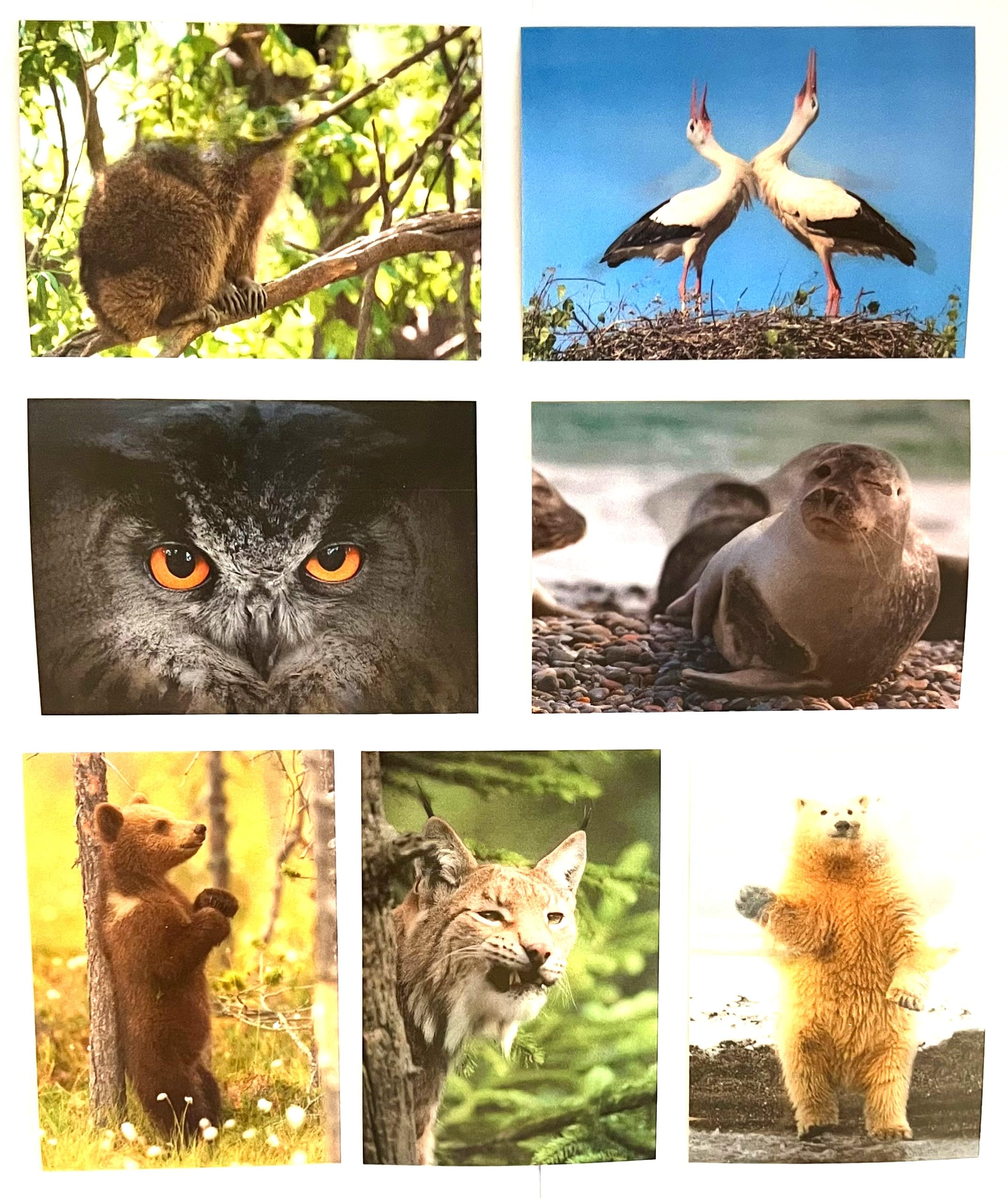 7 lenticular postcards, 3D postcards of animals from the U.K. and Europe, ideal for collectors, postcrossing or as teaching material for biology